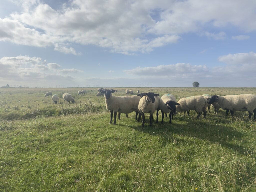 Lieblingskoog - Schafe in Friedrichskoog